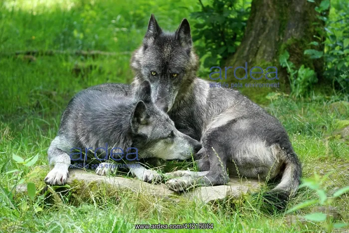 : Timberwolf, American wolf Mackenzie Valley Wolf : Timberwolf, American wolf Mackenzie Valley Wolf