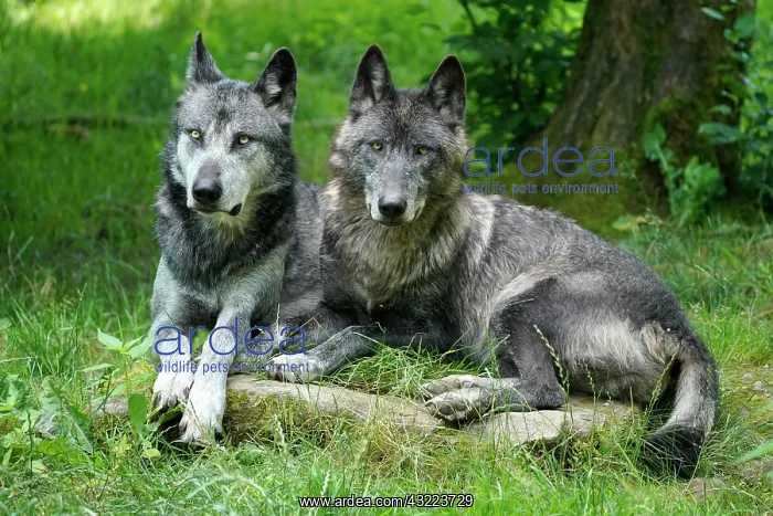: Timberwolf, American wolf Mackenzie Valley Wolf : Timberwolf, American wolf Mackenzie Valley Wolf