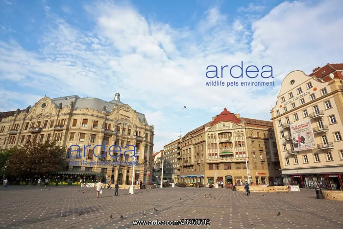 : Timisoara in the Banat of Romania, Piata : Timisoara in the Banat of Romania, Piata