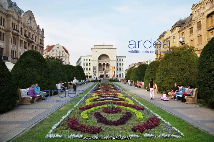: Timisoara in the Banat of Romania, Piata : Timisoara in the Banat of Romania, Piata
