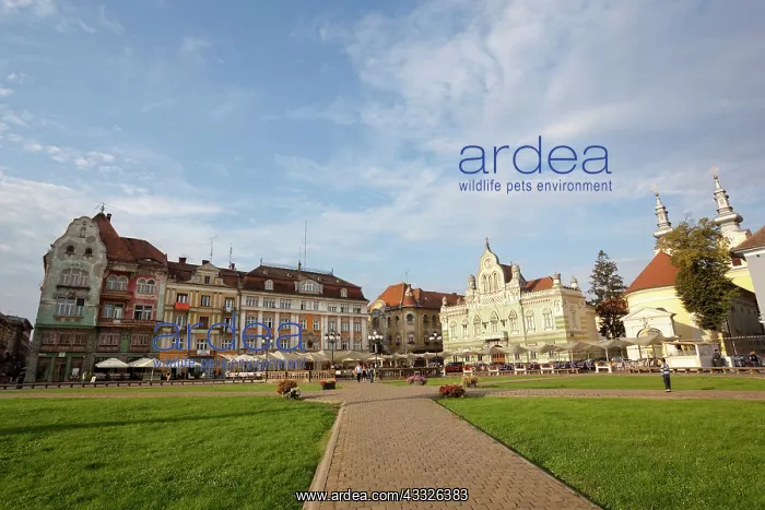 : Timisoara in the Banat of Romania, Piata : Timisoara in the Banat of Romania, Piata