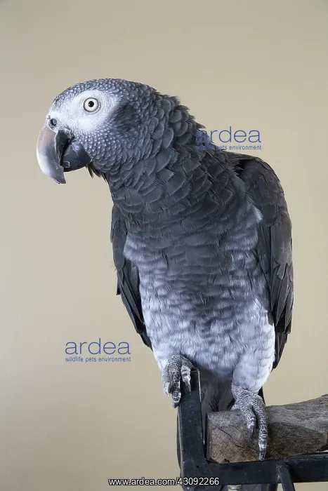 : Timneh African Grey Parrot : Timneh African Grey Parrot