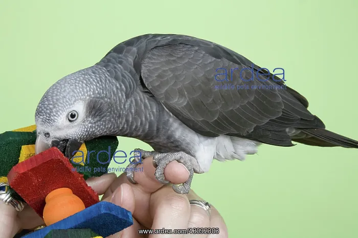 : Timneh African Grey Parrot : Timneh African Grey Parrot
