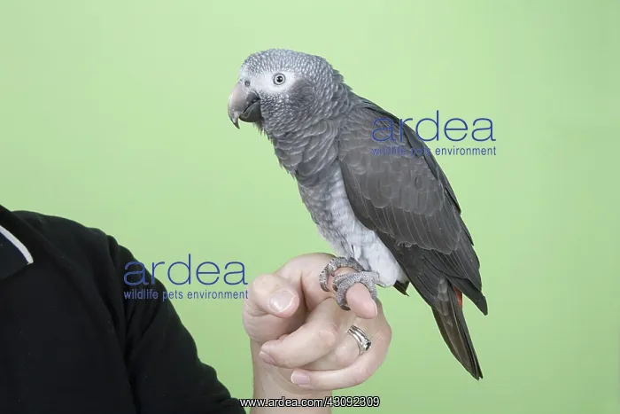 : Timneh African Grey Parrot : Timneh African Grey Parrot