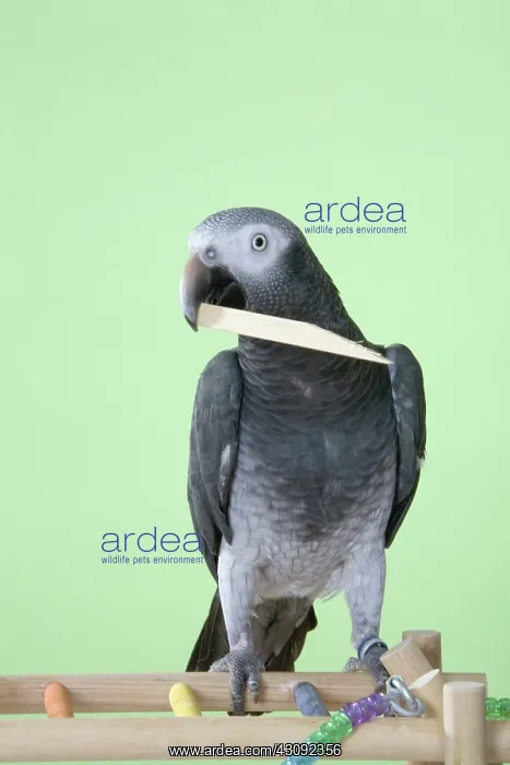 : Timneh African Grey Parrot with Chew Stick : Timneh African Grey Parrot with Chew Stick