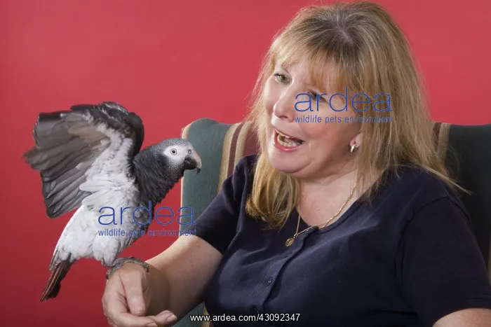 : Timneh African Grey Parrot with Owner : Timneh African Grey Parrot with Owner