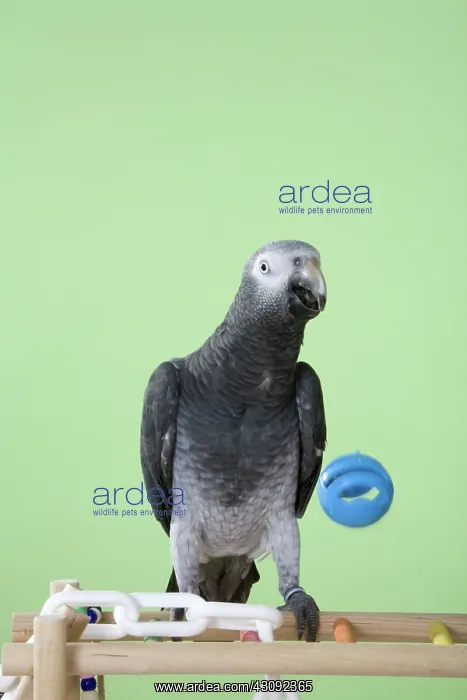 : Timneh African Grey Parrot Throwing Ball : Timneh African Grey Parrot Throwing Ball