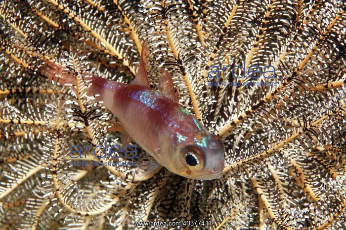  : Timor Cardinalfish (Apogonichthyoides timorensis)