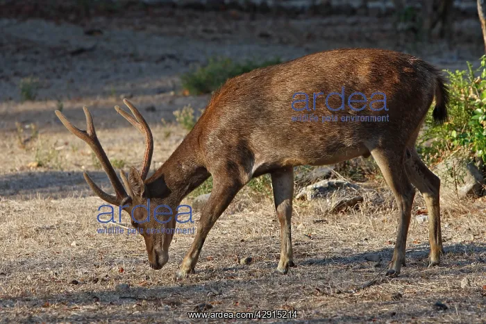 : Timor Deer / Rusa Deer / Sunda sambar : Timor Deer / Rusa Deer / Sunda sambar