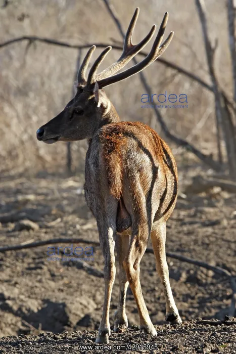 : Timor Deer / Rusa Deer / Sunda sambar : Timor Deer / Rusa Deer / Sunda sambar