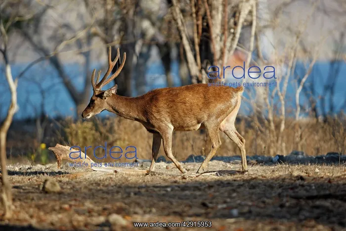: Timor Deer / Rusa Deer / Sunda sambar : Timor Deer / Rusa Deer / Sunda sambar
