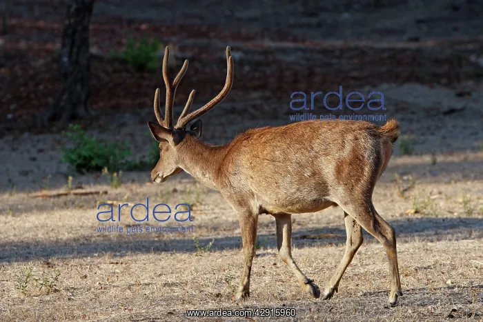 : Timor Deer / Rusa Deer / Sunda sambar : Timor Deer / Rusa Deer / Sunda sambar