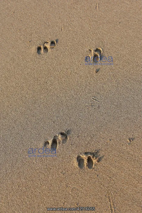  : Timor Deer  /  Rusa Deer  /  Sunda sambar - tracks on sand