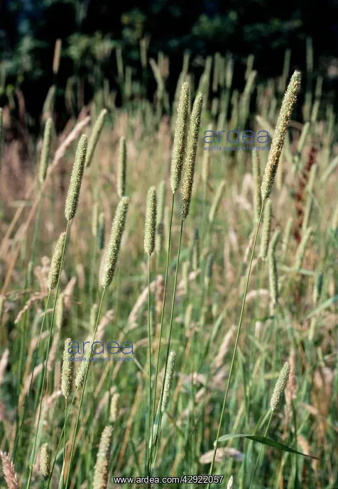  : TIMOTHY GRASS