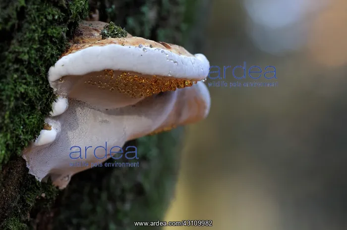 : Tinder Fungus : Tinder Fungus