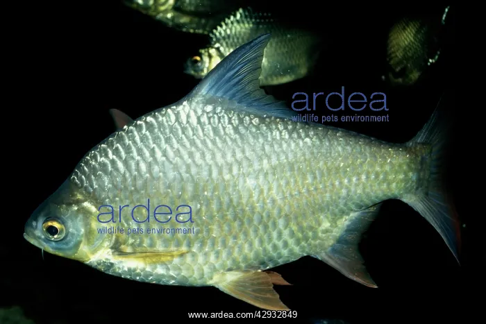 : Tinfoil Barb Fish : Tinfoil Barb Fish