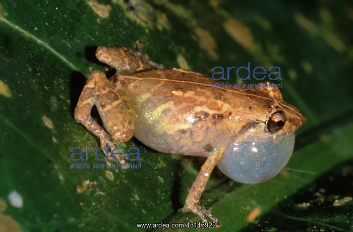 : Tink Frog. Male tink frog (Eleutherodactylus diastema) : Tink Frog. Male tink frog (Eleutherodactylus diastema)
