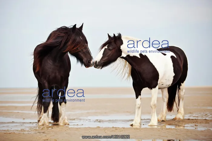 : Tinker gelding, black, and a Shire Horse mare, black : Tinker gelding, black, and a Shire Horse mare, black