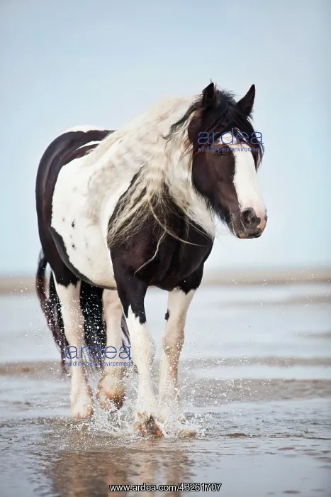 : Tinker mare, black and white chequered, roaming : Tinker mare, black and white chequered, roaming