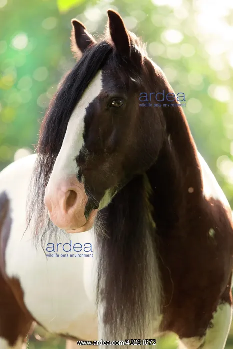 : Tinker mare, chequered dark brown and white, portrait : Tinker mare, chequered dark brown and white, portrait