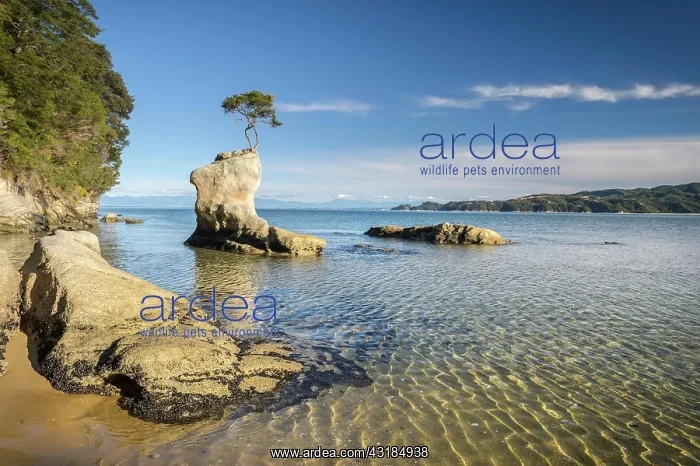 : Tinline Bay, Abel Tasman Coastal Track, Abel Tasman : Tinline Bay, Abel Tasman Coastal Track, Abel Tasman