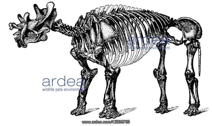  : Tinoceras, Cenozoic Mammal
