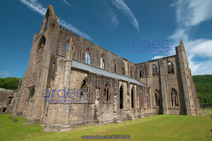 : Tintern Abbey, River Wye Valley, Monmouthshire : Tintern Abbey, River Wye Valley, Monmouthshire