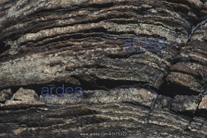 : Tintic Quartzite : Tintic Quartzite
