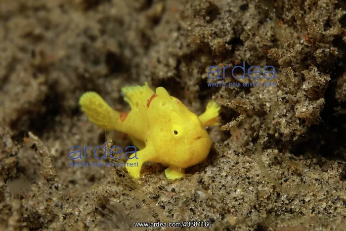 : Tiny, 2cm, Painted frogfish (Antennarius pictus) : Tiny, 2cm, Painted frogfish (Antennarius pictus)