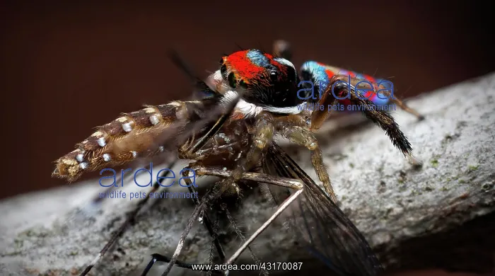 : a tiny 3mm peacock spider feasting on his catch : a tiny 3mm peacock spider feasting on his catch