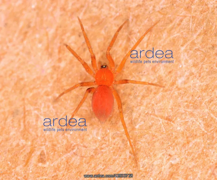 : Tiny Bathroom Spider - Common in bathrooms in UK : Tiny Bathroom Spider - Common in bathrooms in UK