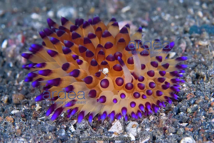 : Tiny crab hitchhiking on colorful janolus : Tiny crab hitchhiking on colorful janolus