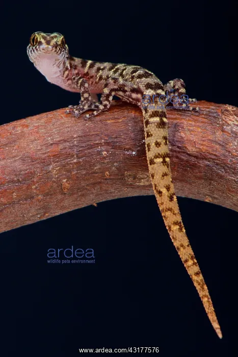 : The tiny, dwarf gecko species, Island Least Gecko : The tiny, dwarf gecko species, Island Least Gecko