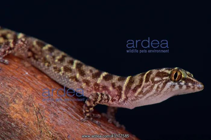 : The tiny, dwarf gecko species, Island Least Gecko : The tiny, dwarf gecko species, Island Least Gecko