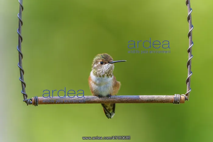  : A tiny fledgling Rufous Hummingbird (Selasphorus rufus) sitting on a perch