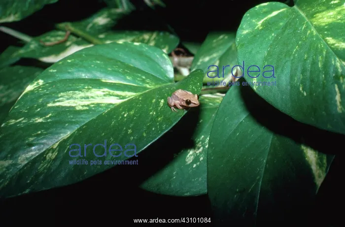 : Tiny Frog. Martinique robber frog (Eleutherodactylus martinicensis), Guadaloupe : Tiny Frog. Martinique robber frog (Eleutherodactylus martinicensis), Guadaloupe