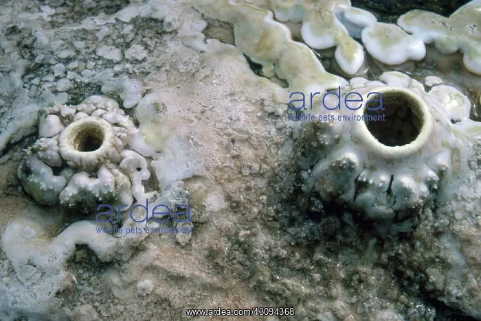 : Tiny Fumaroles : Tiny Fumaroles