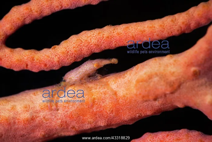 : Tiny gorgonian sea squirt measuring no more than : Tiny gorgonian sea squirt measuring no more than