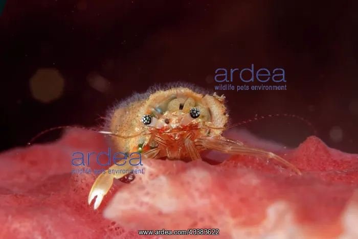 : Tiny Hermit Crab : Tiny Hermit Crab