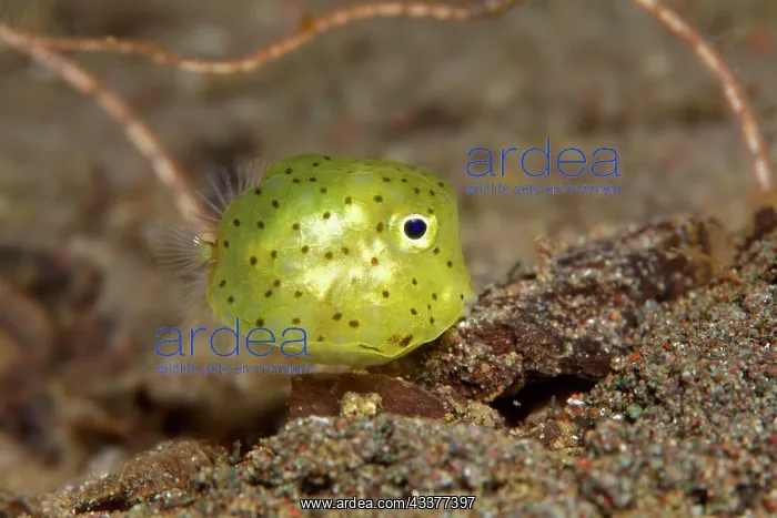 : Tiny juvenile puffer fish (Diontidae), yellow, Lake : Tiny juvenile puffer fish (Diontidae), yellow, Lake