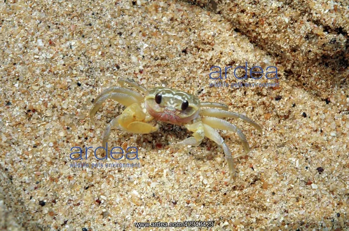 : Tiny Pea Crab on tropical beach outside its burrow : Tiny Pea Crab on tropical beach outside its burrow