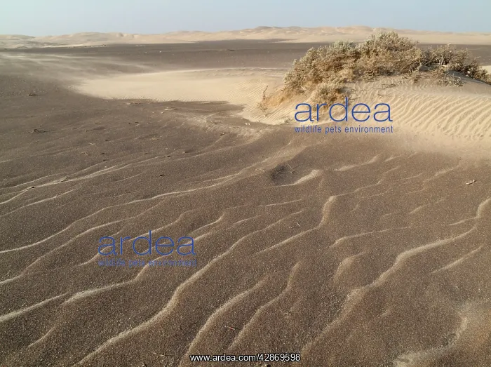 : Tiny sand dunes form around the scanty vegetation : Tiny sand dunes form around the scanty vegetation