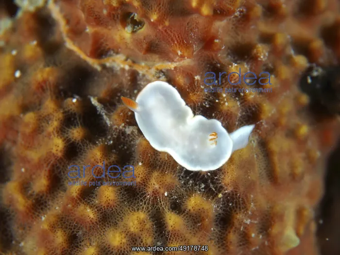 : Tiny white sea snail with orange details : Tiny white sea snail with orange details