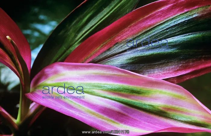 : Tiplant, Good Luck plant, Cordyline fruticosa