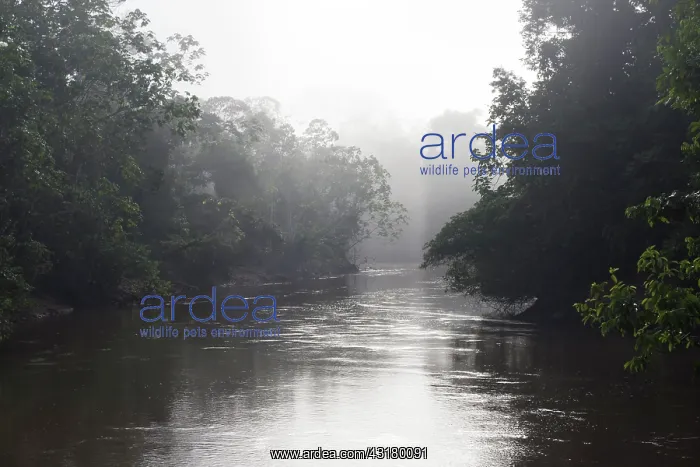 : Tiputini River at dawn near Yasuni Research Station : Tiputini River at dawn near Yasuni Research Station