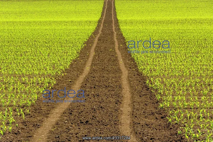 : Tire tracks in a agricultural landscape, Puy de : Tire tracks in a agricultural landscape, Puy de