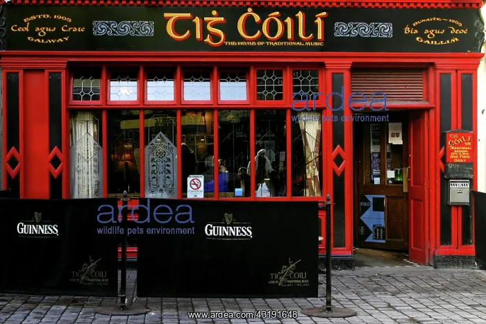 : Tis Coili, Irish pub bar, City of Galway, Republic : Tis Coili, Irish pub bar, City of Galway, Republic