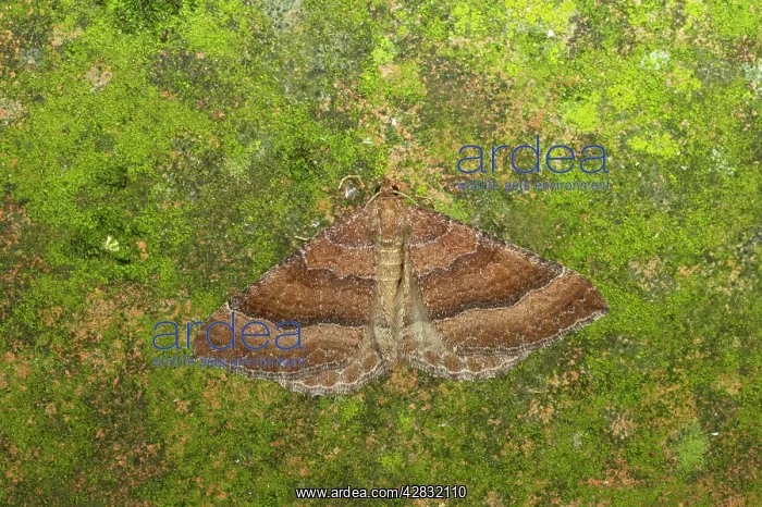 : The Tissue Moth : The Tissue Moth