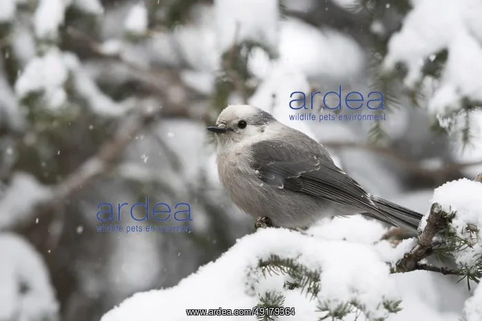 : Tit Jay (Perisoreus canadensis) in winter during snowfall in a tree : Tit Jay (Perisoreus canadensis) in winter during snowfall in a tree
