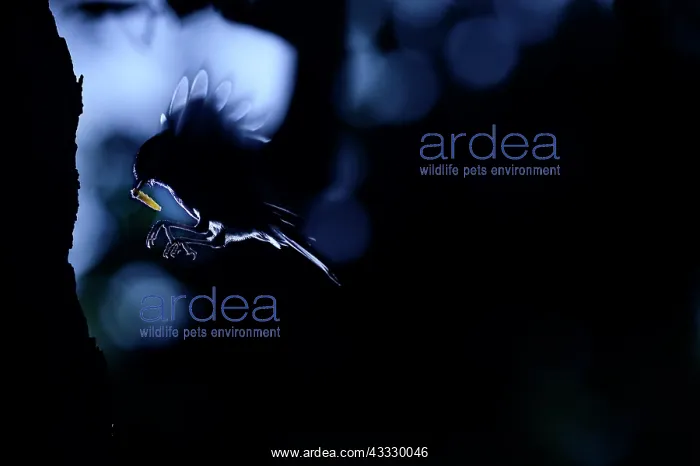: Tit (Paridae sp) feeding in flight, Is&, x8ca5; : Tit (Paridae sp) feeding in flight, Is&, x8ca5;